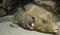 Puff!
Sabang Wrecks, Sabang Phillipines
Night Dive by Alex Matsumoto 